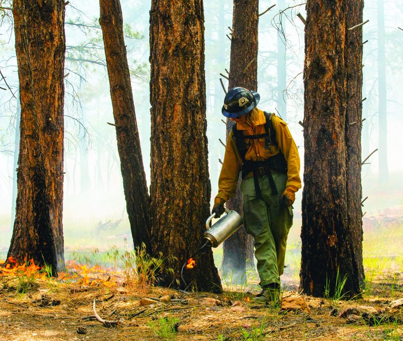 A wildland firefighter carrying a drip torch between pine trees during a burnout operation