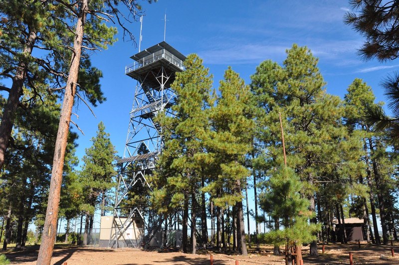 A steel lookout tower rises above ponderosa pines with its enclosed cabin at the top