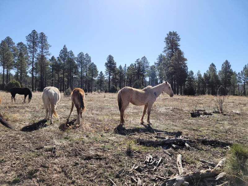 Several horses stand in an open grassy patch among ponderosa pines near Heber–Overgaard